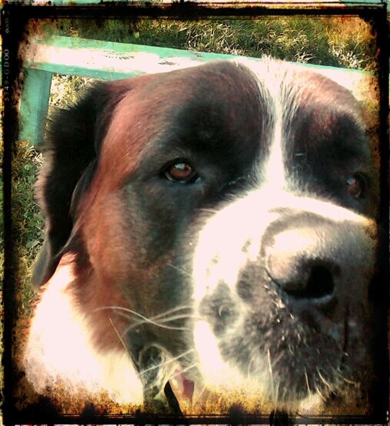 Thunder At the park.