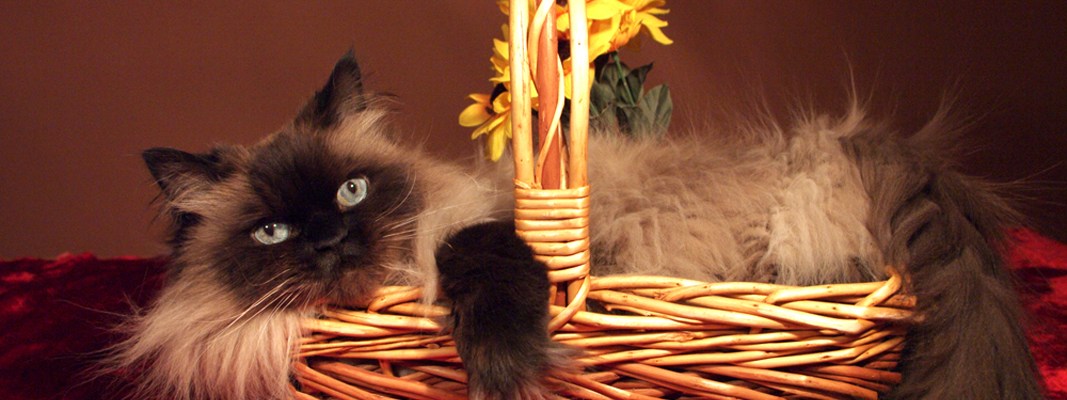 Cookie in basket prop