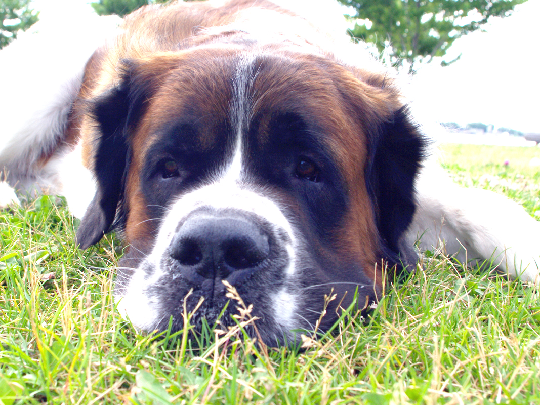 Doggy Daycare client 2014